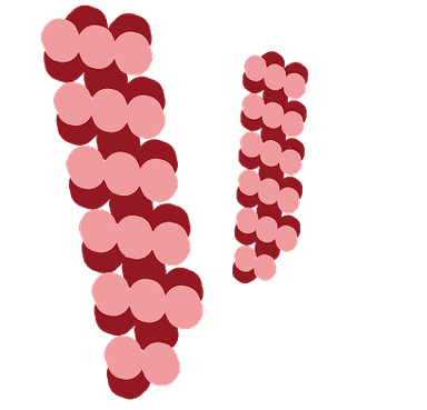 Illustration of sickled hemoglobin rods